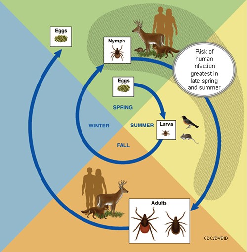 Pages Lyme Disease